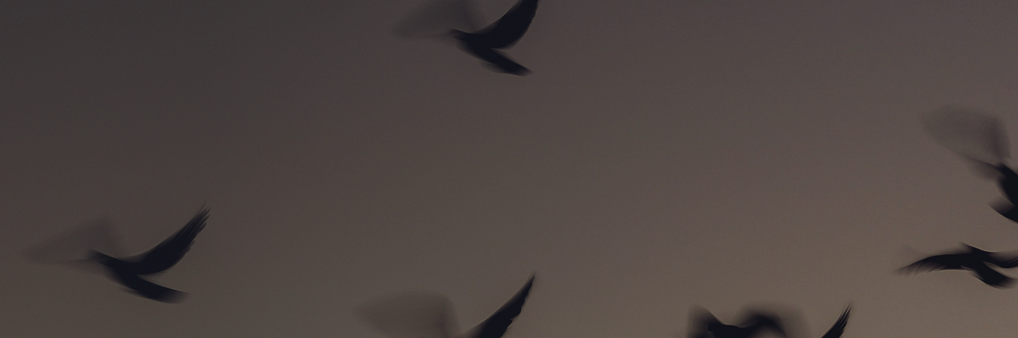 Oiseaux migrateurs avec effet de vitesse