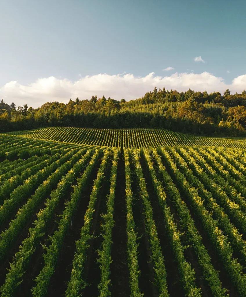 Vignes alignées